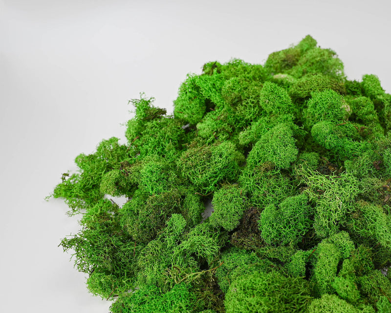 Buy Reindeer Moss For Sale