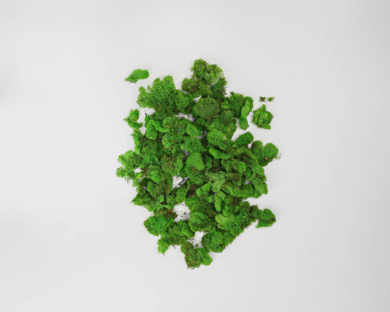 Reindeer Moss, Green, 12 Bags