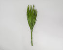 Dried natural basil green palm leaf bunch with slender bulb foliage in bulk wholesale pack.