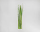 Dried natural Oceana palm leaves in green shades bundled in bulk for wholesale use.