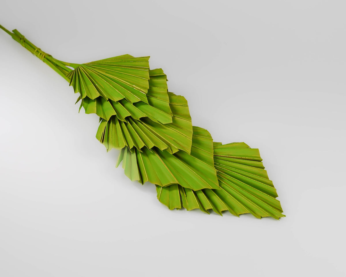 PALM-SPEAR-GR.02_d931ac0d-deb1