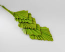 A single dried cut spear palm frond with natural green color against a white background.