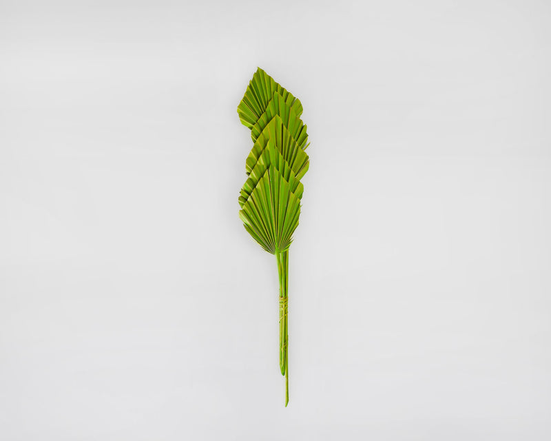 Dried Cut Spear Palm Fronds