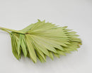 Dried natural Sun Palm leaves in green, bundled for wholesale and bulk purchase.