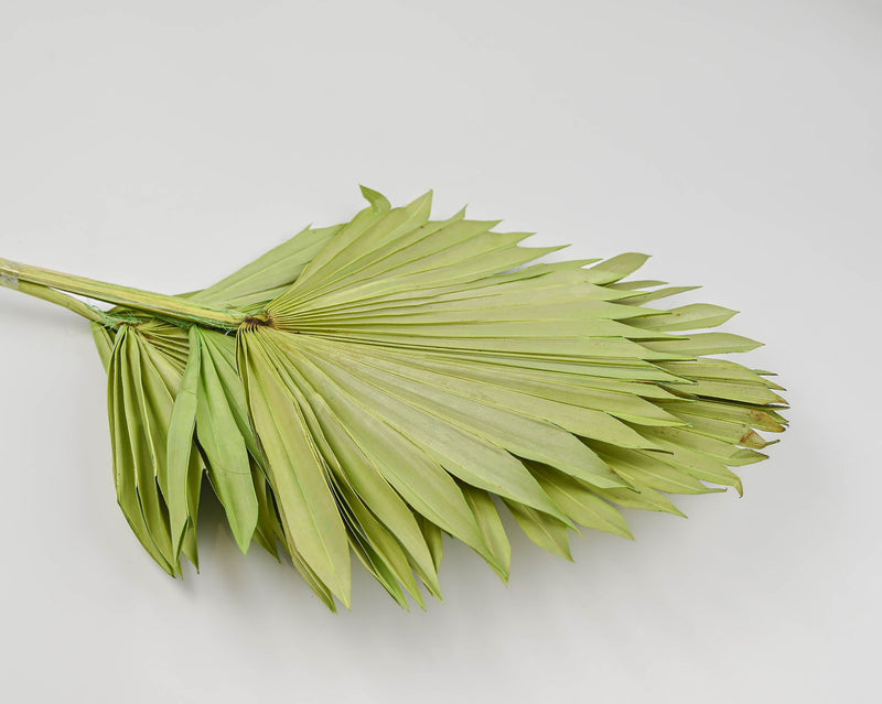 Dried Sun Palm Leaf Fans