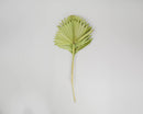 Single natural dried Sun Palm leaf with pale green color and slender stem for bulk wholesale arrangements.