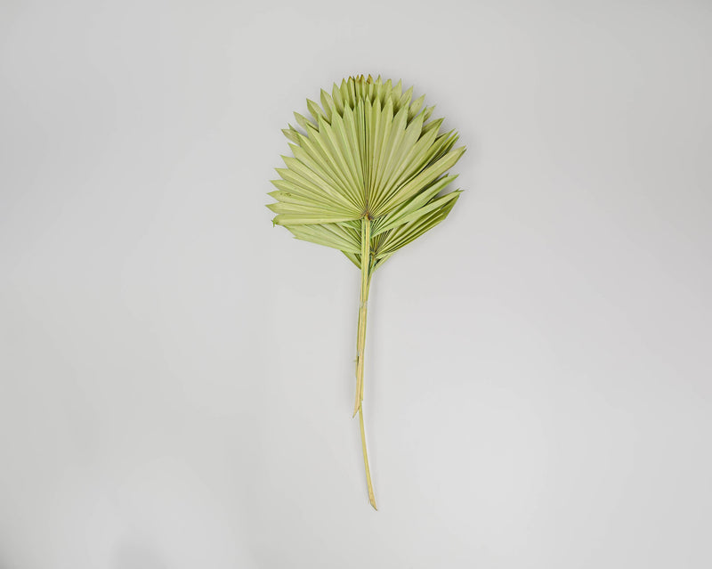 Dried Sun Palm Leaf Fans