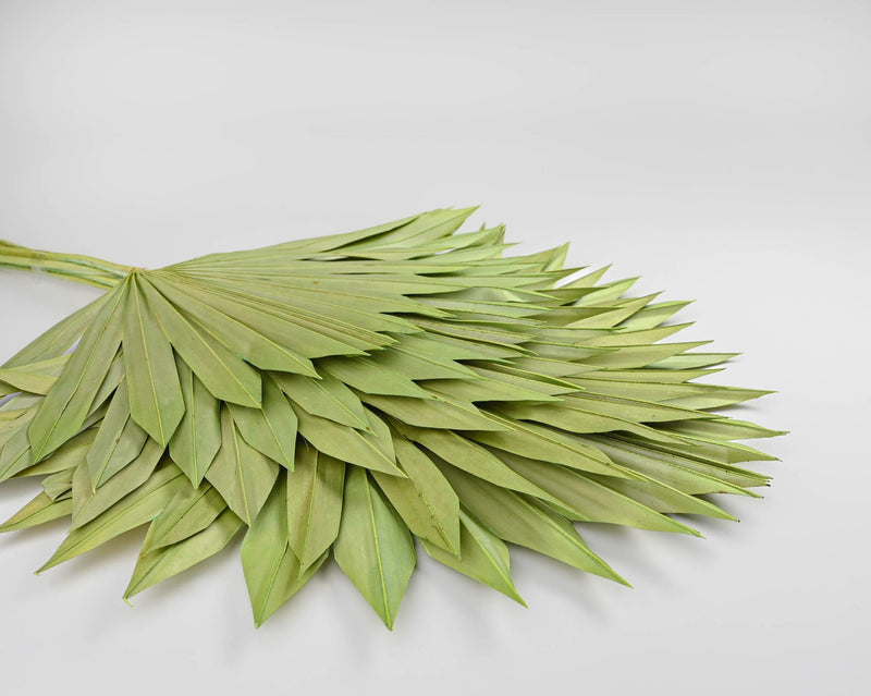 Dried Sun Palm Leaf Fans