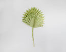 Single dried natural green sun palm leaf with fan-shaped fronds, wholesale bulk dried plant.