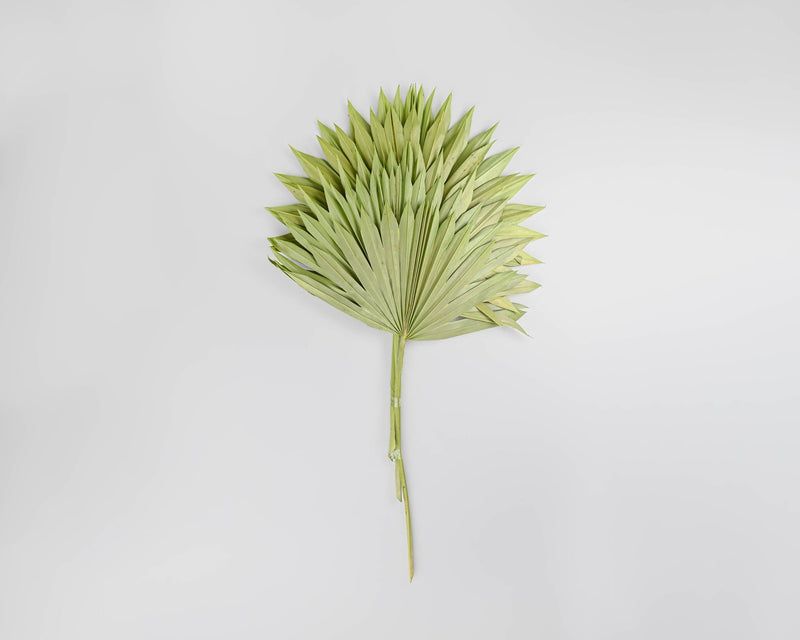 Dried Sun Palm Leaf Fans