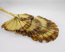 Burnt Sun Palm Fans | 24 Bunches | Color Options Available