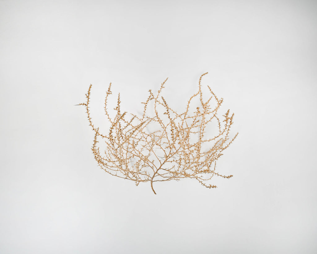 Large Country Tumbleweed (Tumble weed)