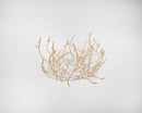 Large natural dried tumbleweed with branching stems, ideal for wholesale bulk decor.