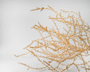 Large natural dried tumbleweed branch with fine twiggy structure for wholesale bulk decor.