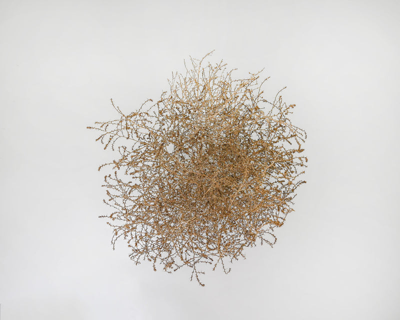Gigantic Country Tumbleweed