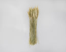 Bundle of 20 dried natural green bearded wheat stalks for wholesale bulk decor.