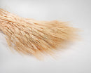 Extra large blond wheat sheaves dried natural bulk bundles for wholesale decor.