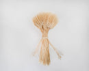 Bundle of dried natural blond wheat sheaves tied with twine, bulk decorative wheat centerpiece.