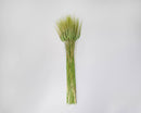 Bulk dried natural wheat stalks dyed green bundled together against white background.