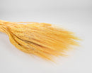 Yellow dried wheat bundles with natural texture, sold wholesale in bulk cases.