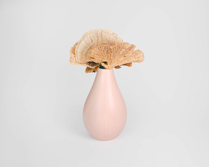 Sponge Mushroom Picked | Case Of 100