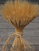 Large bundle of dried blond wheat tied with natural twine, ideal for wholesale bulk decor.