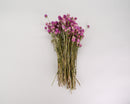 Bulk dried natural purple globe amaranth flowers in six wholesale bunches.