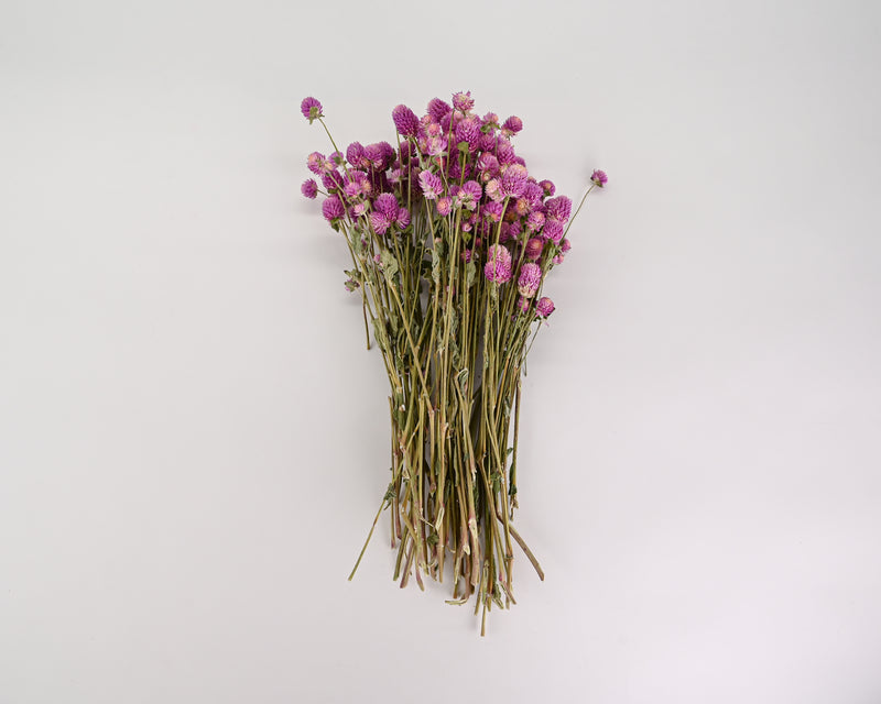 Dried Globe Amaranth | 6 Bunches | Purple