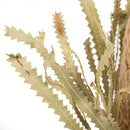 Dried Banksia Hookeriana bunch with natural serrated leaves in bulk wholesale arrangement.