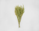 Natural green dried Lepidium bunch with slender stems and delicate seed pods, wholesale bulk pack of 20.
