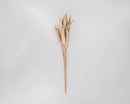 Single dried natural okra pod bunch with light brown stems and pods, wholesale bulk decor.
