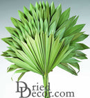 Natural green dried sun palm fan bouquet, bulk wholesale dried floral decoration.