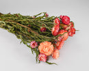 A bunch of dried strawflowers with apricot, pink, and red petals, and green stems, against a white background.