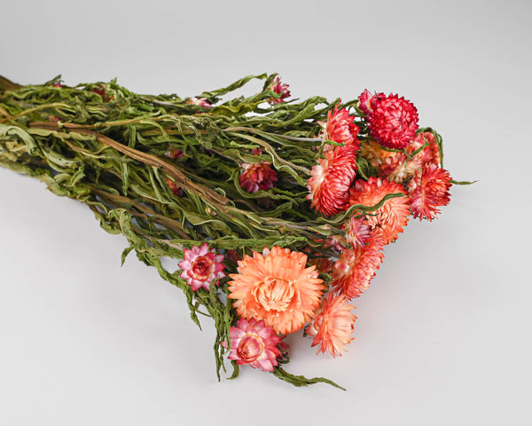 Dried StrawFlowers | 20 Bunches | Apricot