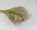 Bulk bundle of natural dried white baby's breath flowers with long stems.