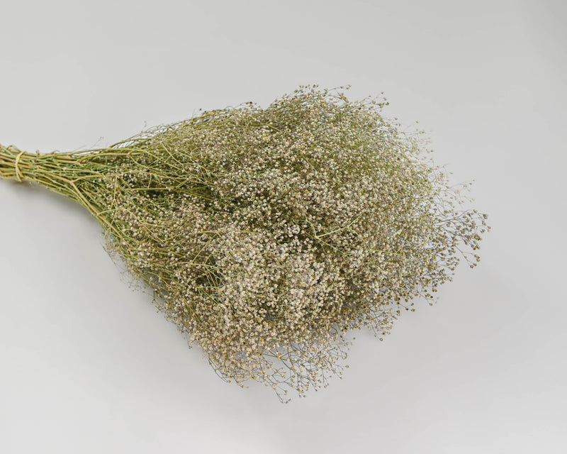 Dried Baby's Breath Natural - Dried Gypsophila | 6 Bunches | White (Natural)