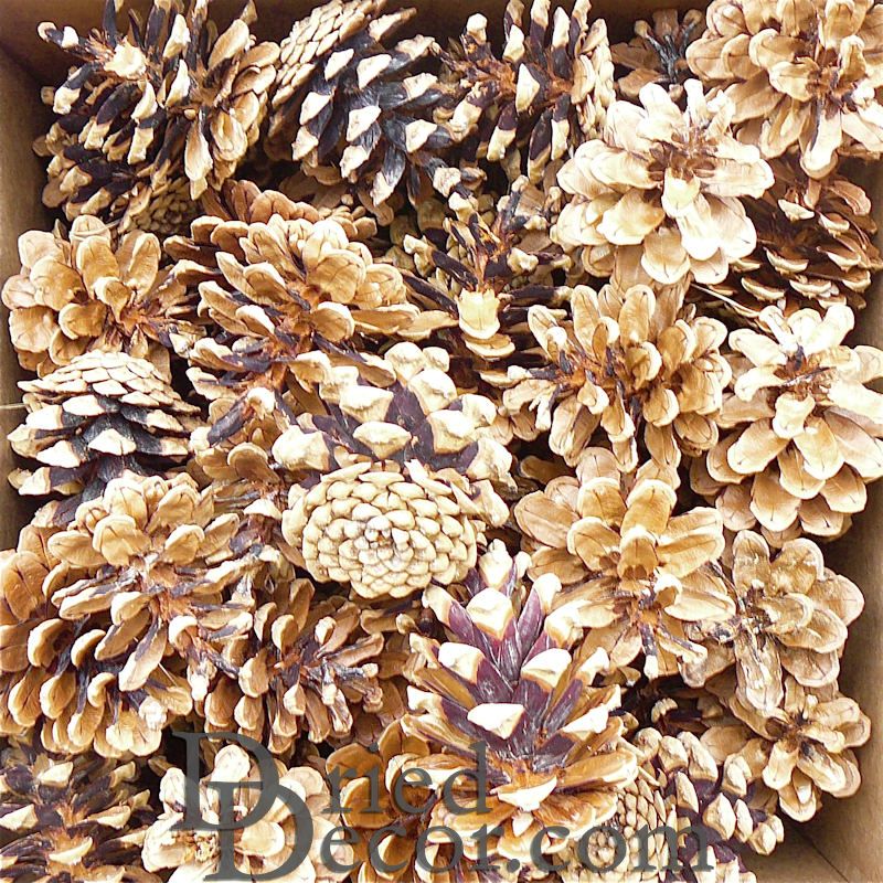 Austriaca Pine Cones