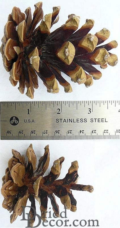 Austriaca Pine Cones