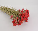 Bundle of dried natural red globe amaranth flowers with long stems, wholesale bulk case of six.