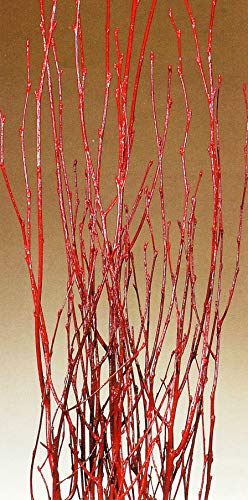 3-4' Tall Birch Branches - Red