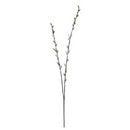 36" dried natural pussy willow spray with soft gray catkins in bulk wholesale stems.