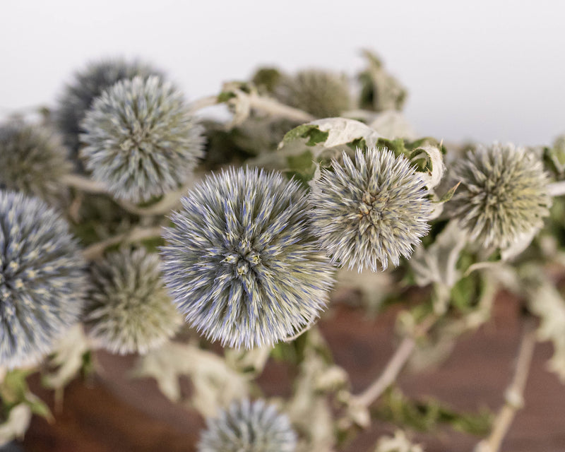 Blue Echinops | Dried and Dyed Filler