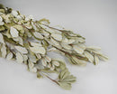 A bunch of natural dried Integrifolia with light green leaves and cream color on the back, laid out on a white surface.
