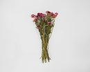 Bundle of pink dried strawflowers with green stems arranged in a natural bulk bunch.