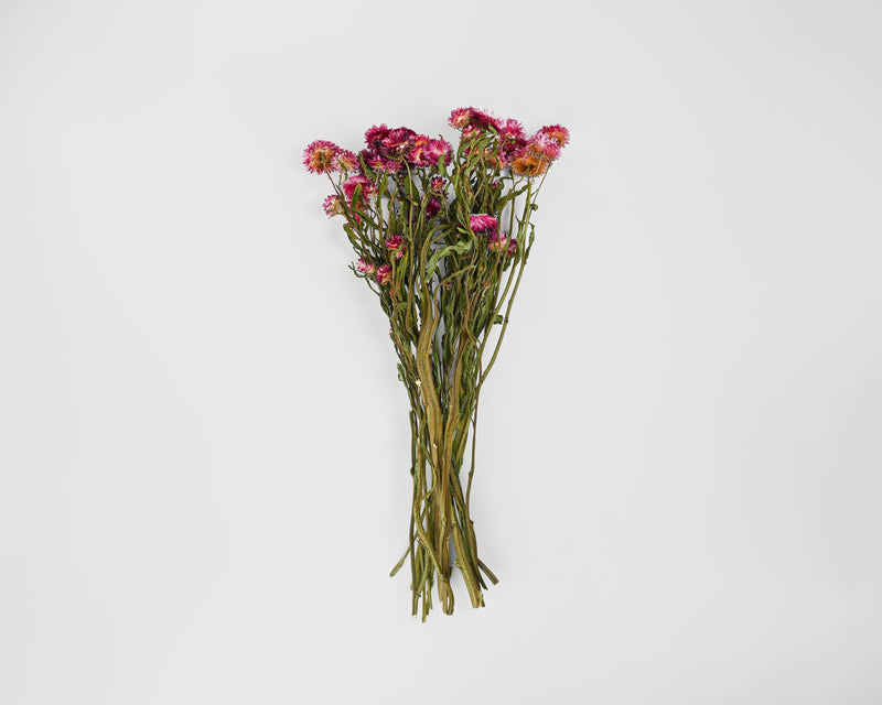 Dried StrawFlowers - Pink - Straw Flower