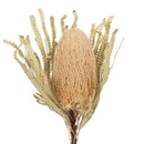 Dried natural Banksia Hookeriana flower with textured cone and leafy stems, wholesale bulk bunch.