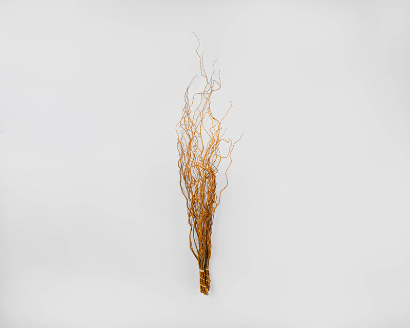 Curly Willow Branches for Arrangements - Long Stem Natural