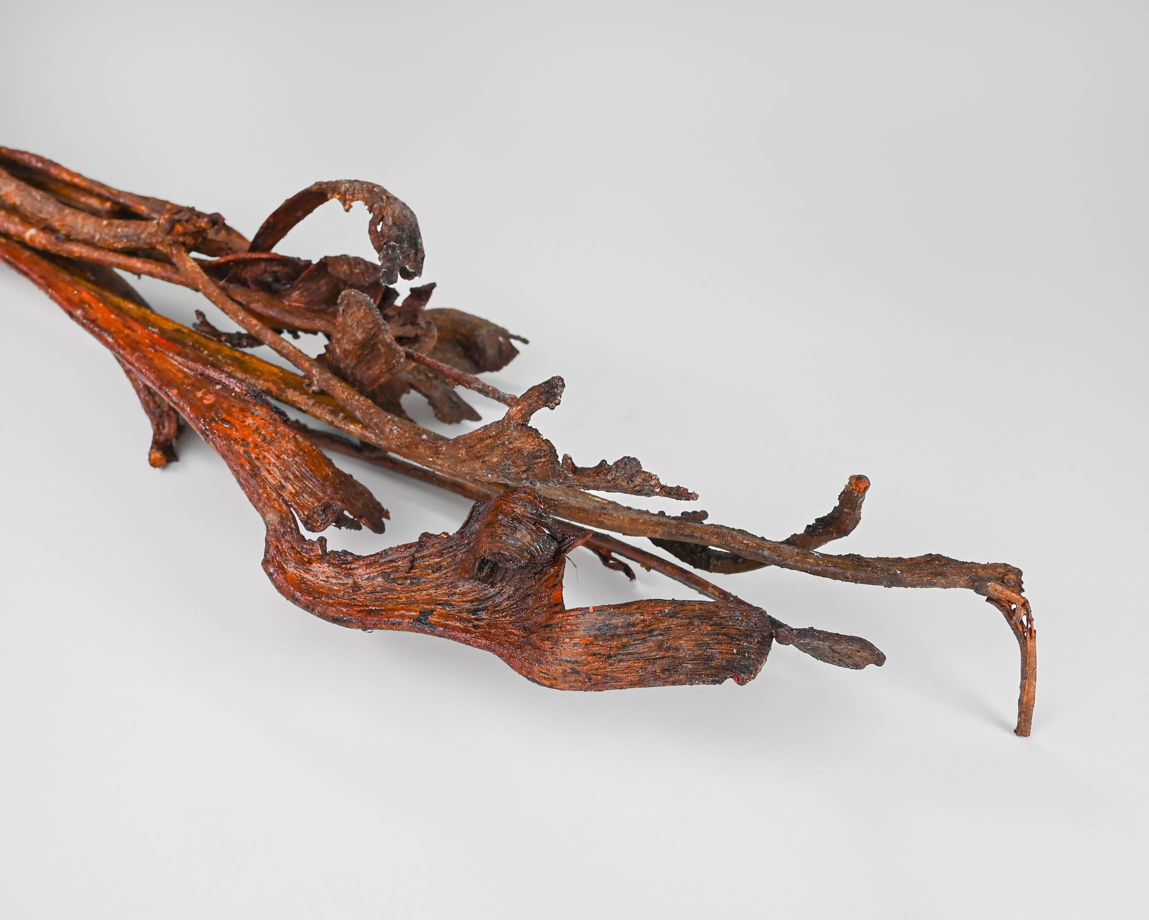 Dried Natraj Branches | Exotic Natraj Branches | Natrag Branch