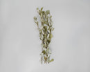 Light green dried integrifolia branch with small leaves, natural bulk wholesale bunch.