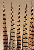 Bundle of long, dried natural ringneck pheasant feathers with distinctive black and tan banding, wholesale bulk set.